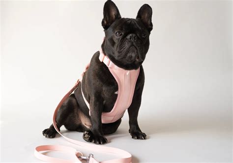  Our Health Harness was designed for brachycephalic dogs