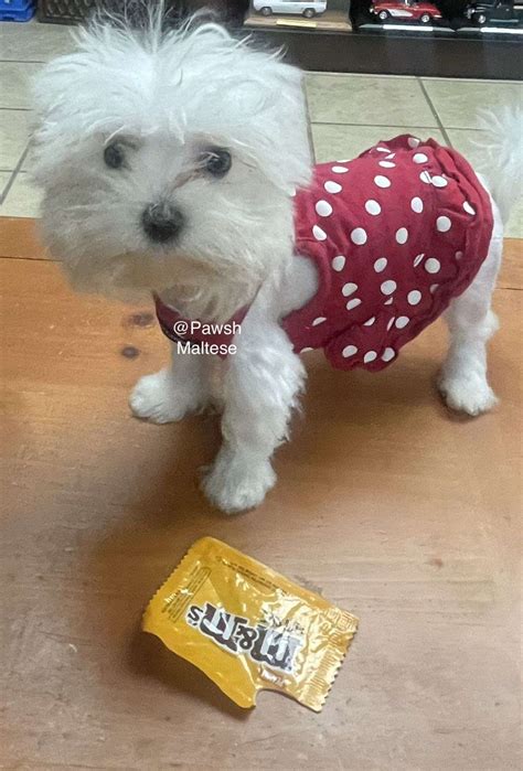  Our Maltese product 5 a litter verifiable-as…
