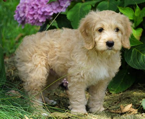  Our Mini Labradoodles are F1b or F1bb puppies