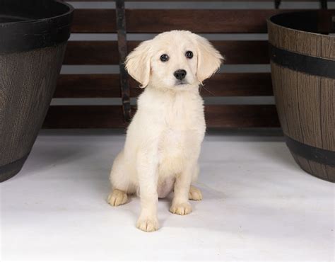  Our Miniature Golden Retrievers range in size from pounds