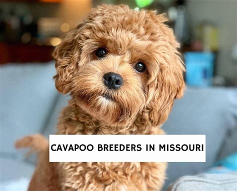  Our Missouri breeders are committed to raising the highest quality puppies