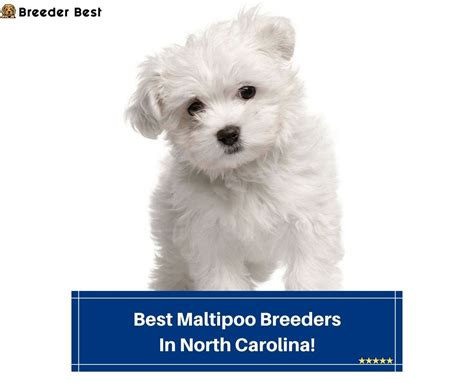  Our North Carolina breeders are committed to raising the highest quality puppies