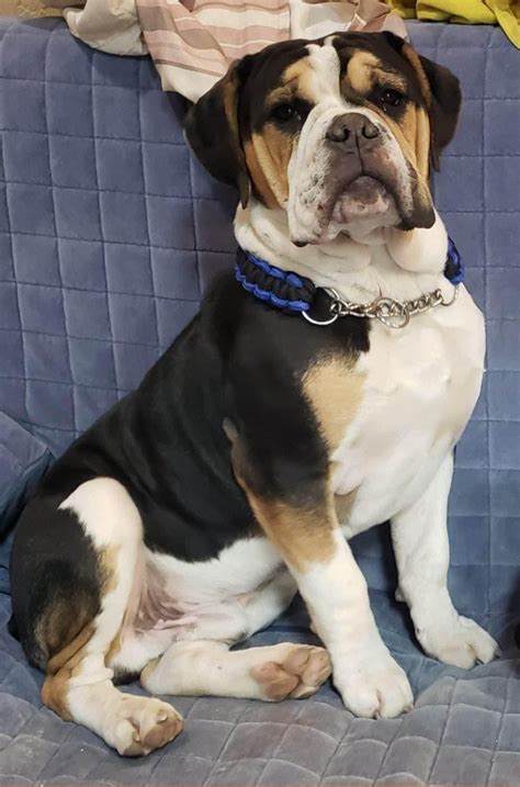  Our Olde English Bulldogge breeding program is set on nearly 6 acres in a peaceful country setting giving the dogges ample room to run, play, and exercise