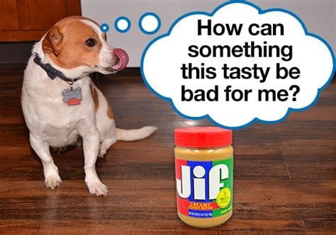  Our Peanut butter can be given to your dog in various ways