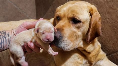  Our adults and puppies live in our home, giving them the best care from both their human and