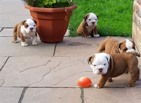  Our beautiful male and female english bulldog puppies are now ready to meet their new loving family