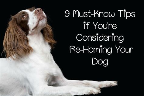  Our best advice is to start slow and work your way up, homing in on what type of dosing your dog should get each and every time