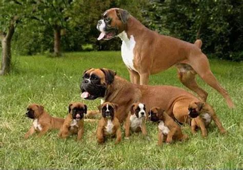  Our boxers are first and foremost family members