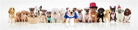  Our breed experts are here to help You to make a safe choice