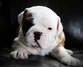  Our bulldogges retain the good temperament of the English bulldog, but also run and play — and live a longer life