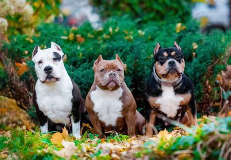  Our bully XL puppies are well-behaved, non-aggressive, and perfect for small and large families
