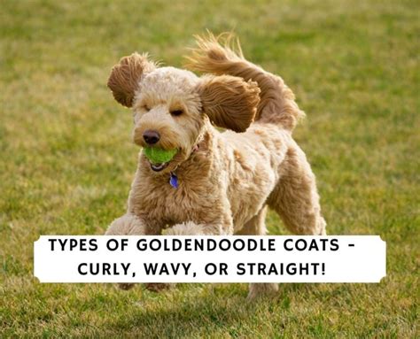  Our coats can vary from wavy to curly, but our curly Minis are not Poodly looking at all