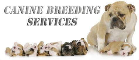  Our dog breeding services are provided for people who will raise the puppies in their home, and we never work with puppy mills