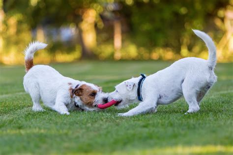  Our dogs and puppies have a ball playing tug-a-war and keep-a-way with them