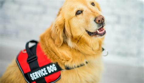  Our dogs are also ideal candidates for service animal work