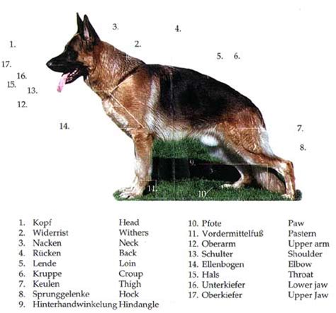  Our dogs are bred with SV standards as one of the most important criteria