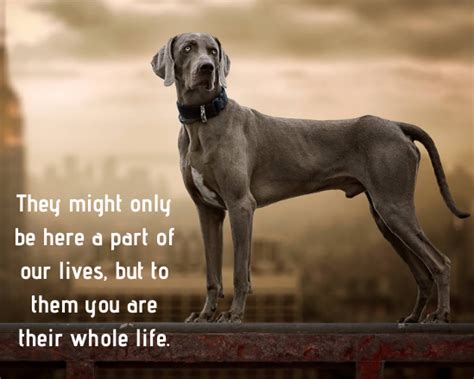  Our dogs are first our pets and we only breed to share the love and quality they have to offer to other families