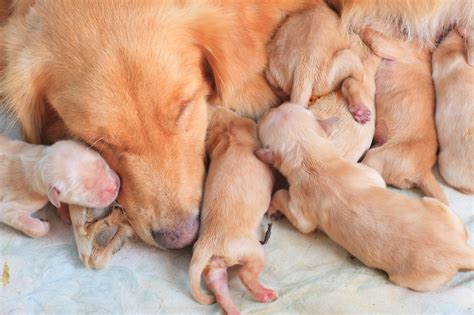  Our dogs give birth in in comfortable, temperature controlled conditions in our home