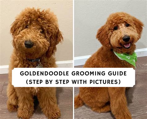  Our doodles seem to need their first grooming at about 5 months old, but puppies with an especially thick, full coat, may need it sooner