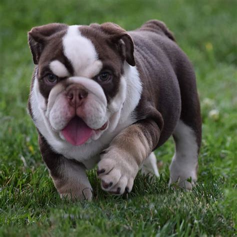  Our duty, first and foremost, is to produce healthy, happy, physically sound bulldogs that make great family companions