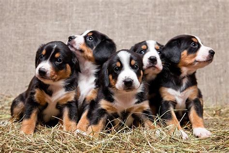  Our elite breeding program strives to preserve, promote, and protect the natural strength and beauty of both the Bernese Mountain Dog and the Poodle by carefully crossing select bloodlines to produce Bernedoodles that embody the very best traits of both foundation breeds