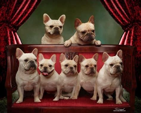  Our experiences of Frenchies has given us a great insight into how well suited they can be to an owner, and vice versa