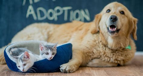  Our experts at Adopt a Pet have created a simple and reliable program to help you place your pet from your loving home directly to another