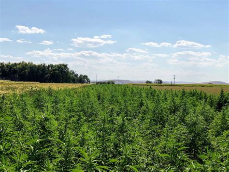  Our farmers have studied more than 20, hemp strains to find the ones that contain maximum CBD and minimum THC for a perfect full-spectrum blend