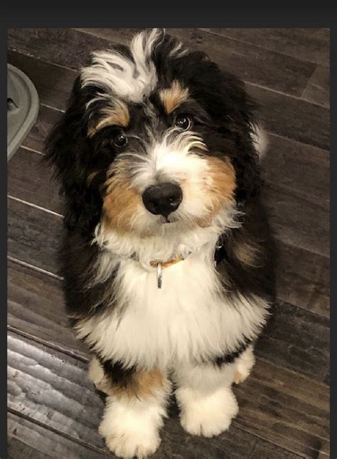  Our female Klaire is an F1b mini Bernedoodle, who has a curly tri colored coat