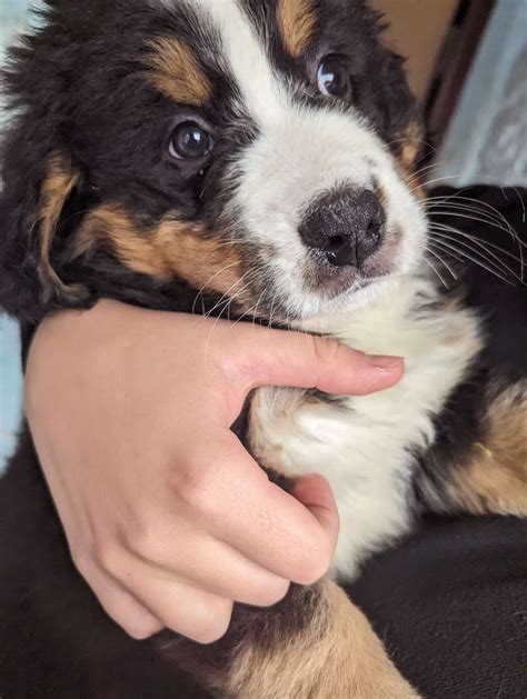  Our first Berner, Tillie, makes anyone who meets her fall in love with the breed