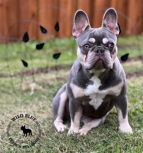  Our frenchies produced are blue, chocolate, lilac, lilac and tan, pied, brindle and blue and tan french bulldog puppies