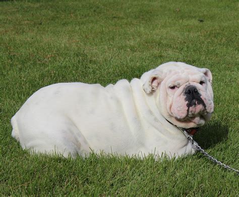  Our friend Beccy, from Omaha Nebraska has adult bulldogs for sale