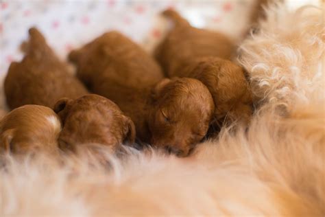  Our goal at Shoquest is to produce puppies of the highest quality that will bring a lifetime of joy to their families