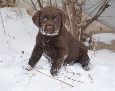  Our goal here at Winter Valley Labs is to breed excellent dual purpose AKC Labrador Retriever puppies that make great companions and family pets, that also have the ability to excel in the field as well as show ring