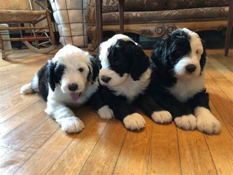  Our goal is always health and temperament first and foremost but we do have a goal for structurally blocky and square Mini Bernese