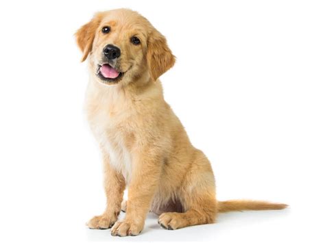  Our goal is to breed Golden Retrievers free of major genetic health Issues, as well as promoting responsible dog ownership
