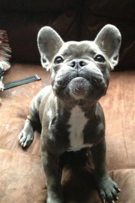  Our goal is to connect you with the most exceptional French Bulldog breeders and puppies for sale in the region, ensuring you find the perfect furry friend for your family