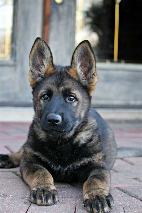  Our goal is to connect you with the most exceptional German Shepherd breeders and puppies for sale in the region, ensuring you find the ideal companion for your family