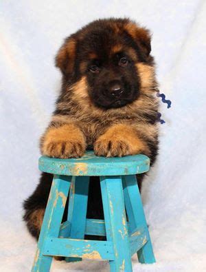  Our goal is to produce the best German shepherd puppies that we can produce
