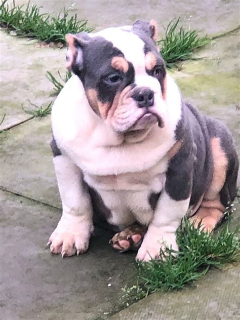  Our gorgeous hetty tri coloured kc reg fully health tested has given birth to an amazing litter of English bulldogs we have 3 boys left looking for there forever homes they will leave us fully vet checked wormed flead 1st vaccination microchip and changeover food, they are brought up in our home with our children and other dogs