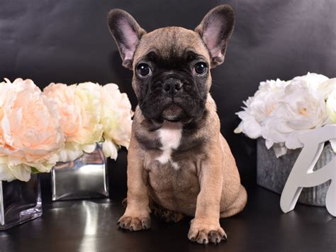  Our hobby kennel, French Passion, specializes in breeding the best types of French bulldogs and is offering charming French bulldog puppies
