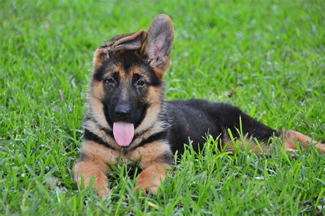  Our hope as breeders is that we can provide the best quality German Shepherd puppy with an outstanding temperament that will in turn make a lasting impression on you and your family like they have in ours