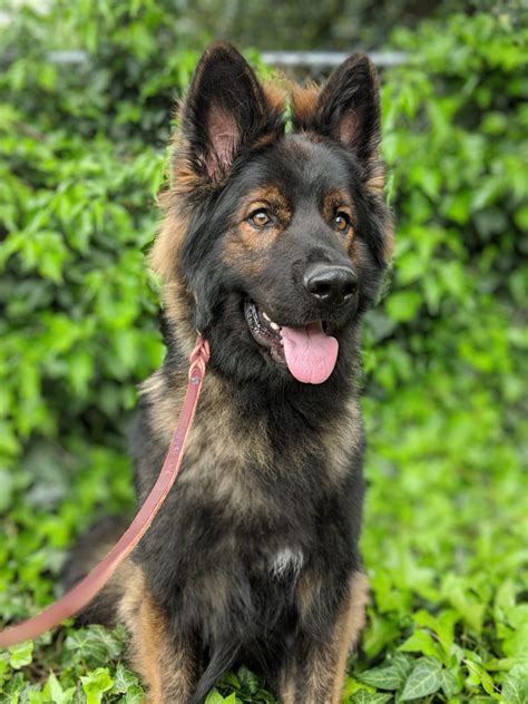  Our ideal adopter is someone who has had a GSD in their past and knows the breed