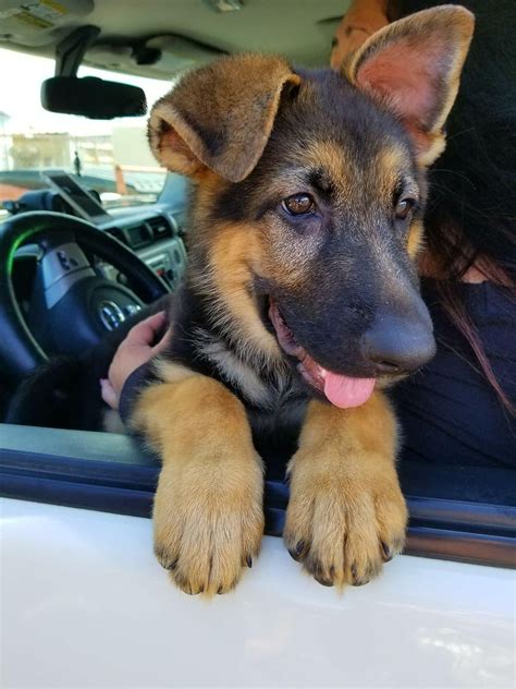 Our kennel offers very high quality German Shepherd puppies