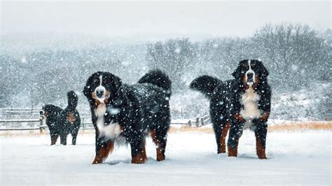  Our love for the Bernese Mountain Dog is what got us into breeding in the first place