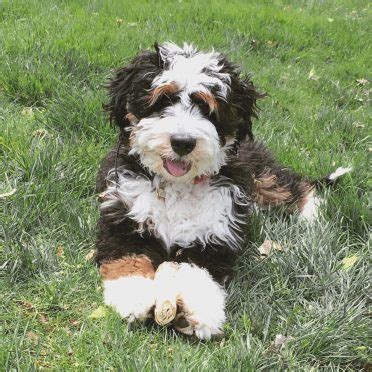  Our main objective is to connect you with the best Mini Bernedoodle breeders and puppies for sale in New York