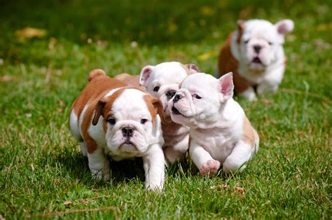  Our mission, first and foremost, is to produce healthy, happy, and beautiful bulldogs that make great family companions