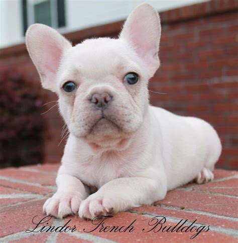  Our mom is an English Cream, French Bulldog