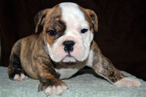  Our network can help you find English or American bulldog puppies Florida