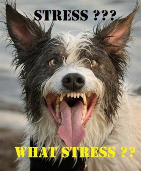  Our pets are just as stressed out as we are
